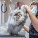 Pet Grooming  san diegogob826e1d082-q6ue1ihzjfi6edpjek4b72hqsspkm4dlpef8j6l9k0